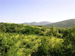 Дивноморск - горы и растительность